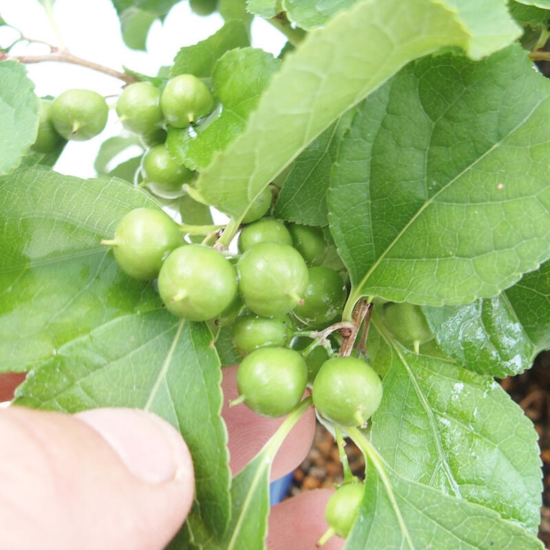 Bonsai voor buiten - Celastrus orbiculatus