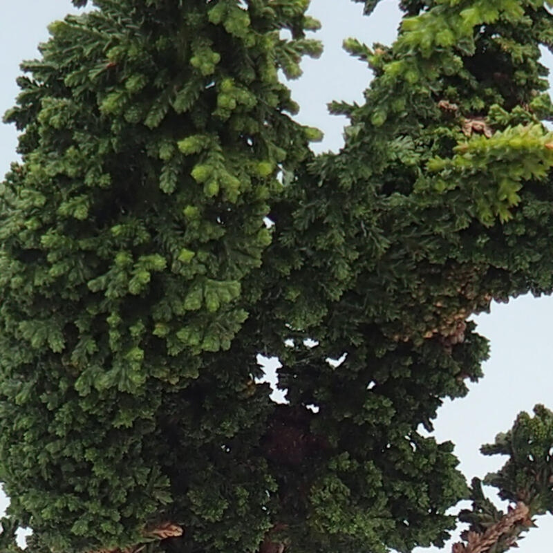 Bonsai voor buiten - Cham. obtusa SEKKA HINOKI - Cipres