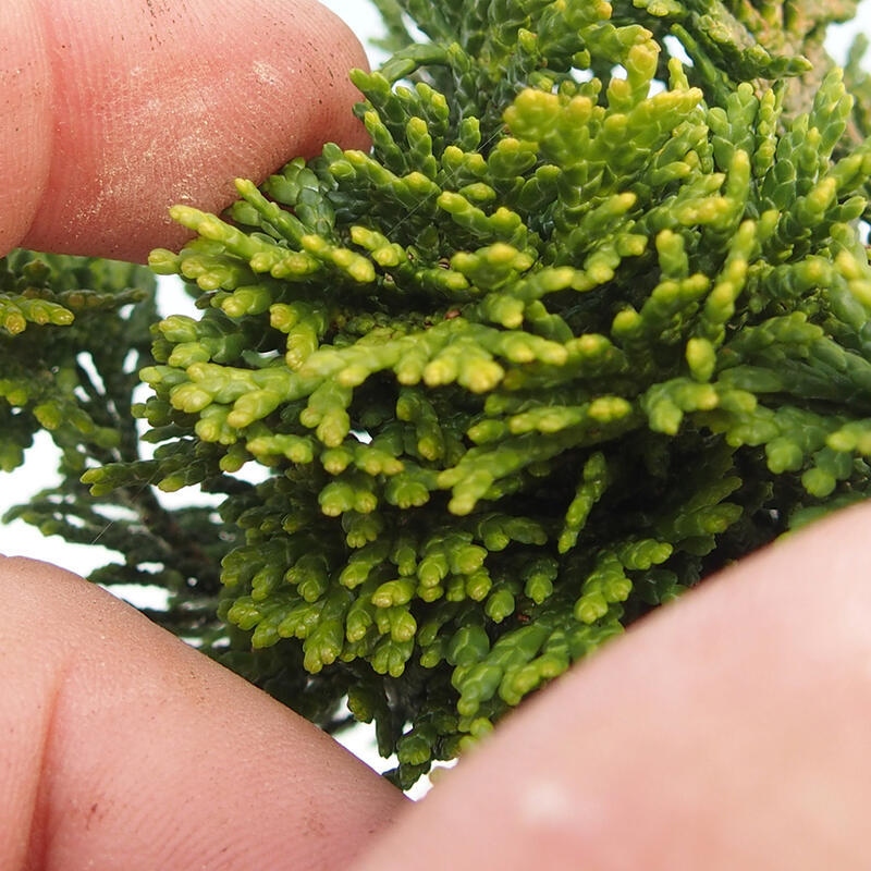 Bonsai voor buiten - Cham.pis obtusa Nana Gracilis - Cipres