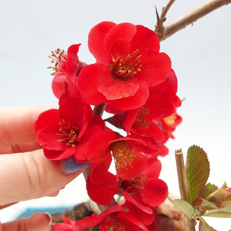 Bonsai voor buiten - Chaneomeles sup. Nicoline - Kweepeer