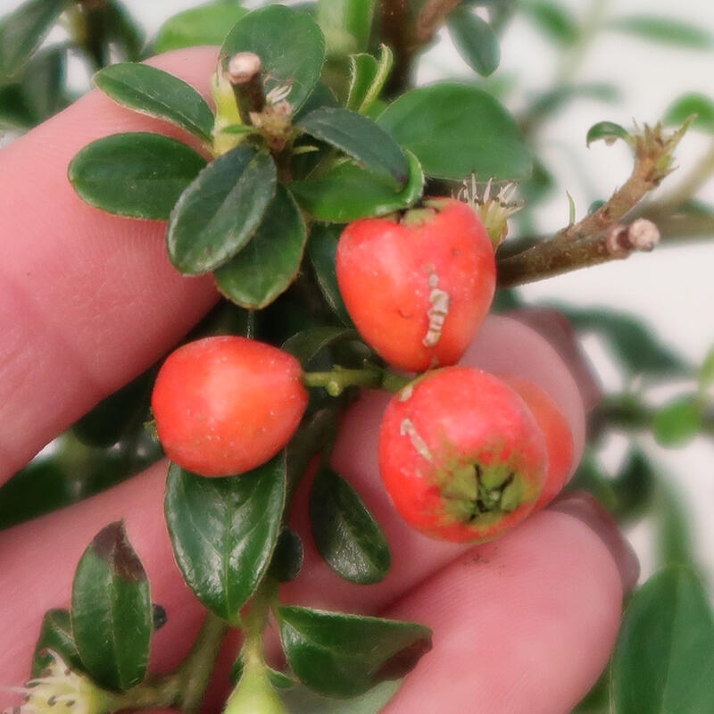 Buitenbonsai-Cotoneaster dammeri - Damer's Rock