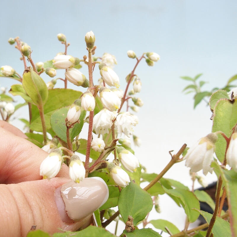 Bonsai voor buiten - Deutzia scabra Candidissima - Drieknop