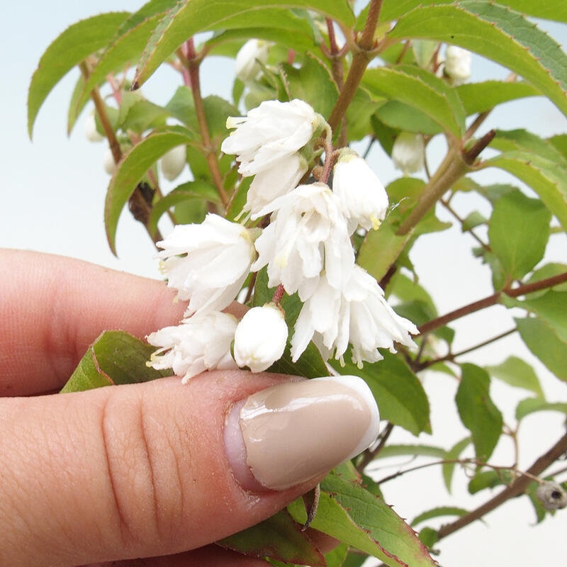 Bonsai voor buiten - Deutzia scabra Candidissima - Drieknop
