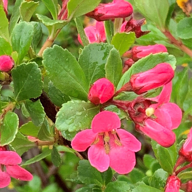 Bonsai voor buiten - Escallonia 'Dart's Rosy Red' - Zábluda