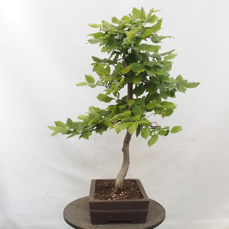 Bonsai voor buiten - Haagbeuk - Carpinus betulus