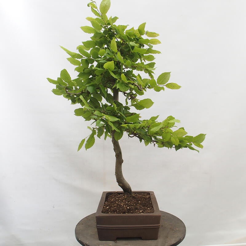 Bonsai voor buiten - Haagbeuk - Carpinus betulus