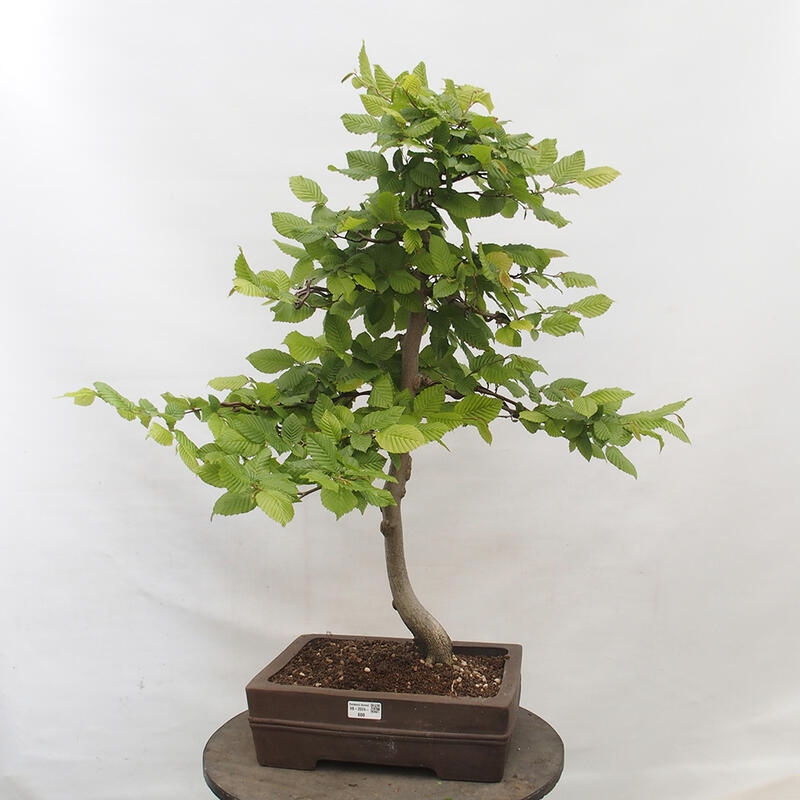 Bonsai voor buiten - Haagbeuk - Carpinus betulus