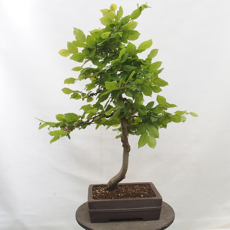 Bonsai voor buiten - Haagbeuk - Carpinus betulus