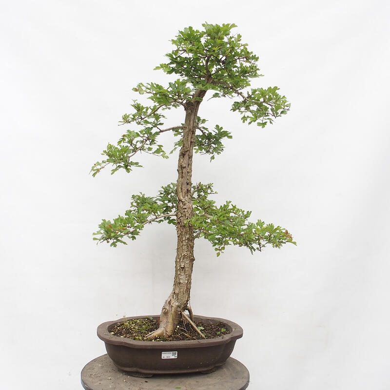 Bonsai voor buiten - Meidoorn - Crataegus monogyna