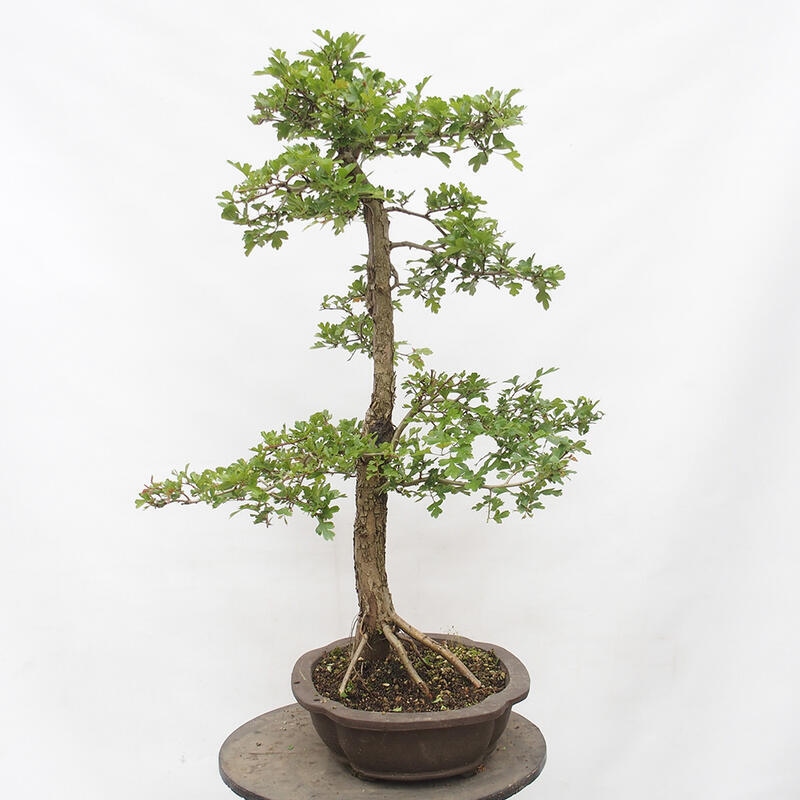 Bonsai voor buiten - Meidoorn - Crataegus monogyna