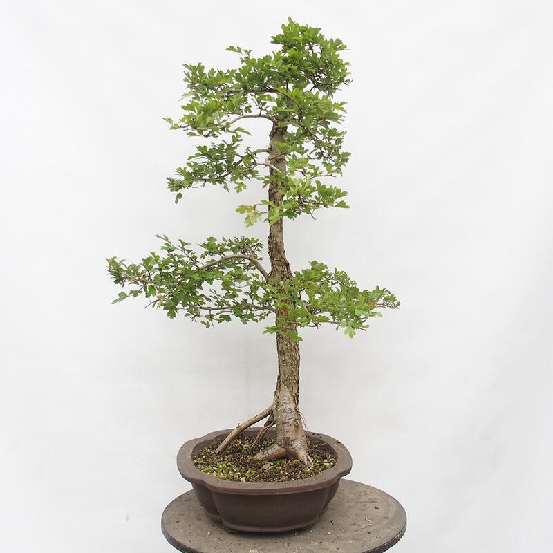 Bonsai voor buiten - Meidoorn - Crataegus monogyna