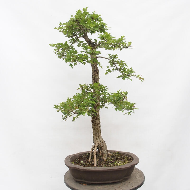 Bonsai voor buiten - Meidoorn - Crataegus monogyna