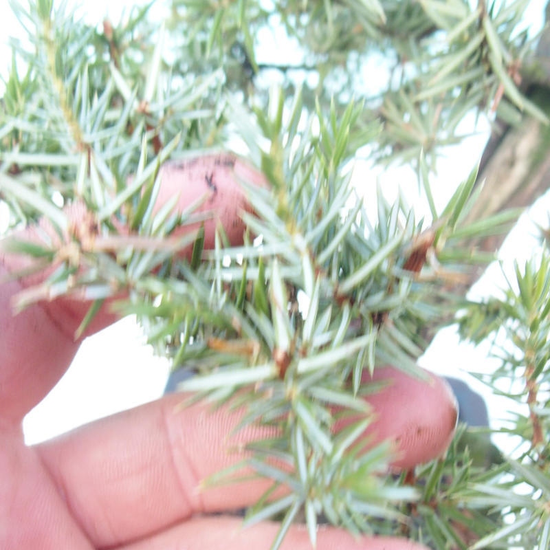 Bonsai voor buiten - Juniperus rigida - Juniperus rigida