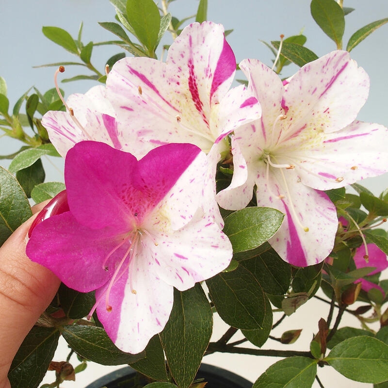 Bonsai voor buiten - Japanse azalea - Azalea Kaminoyamakirin