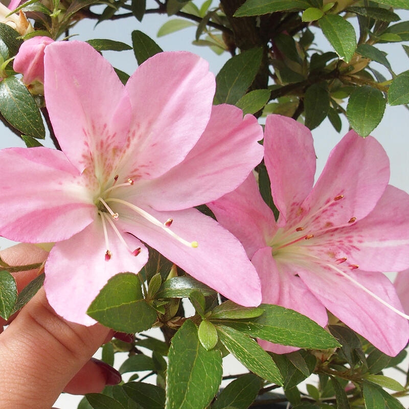 Bonsai voor buiten - Japanse Azalea - Azalea Nasuno