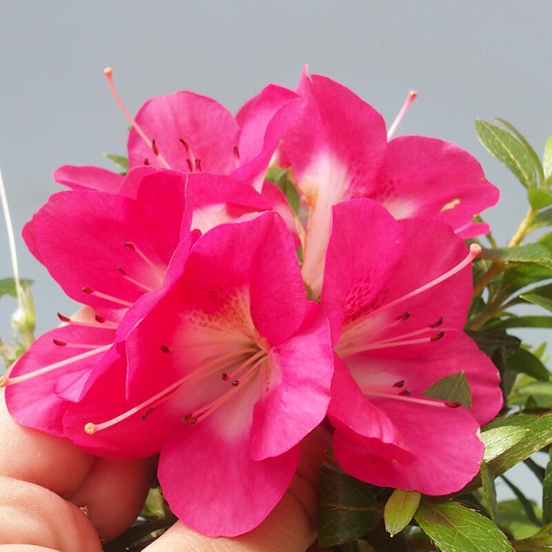 Bonsai voor buiten - Japanse Azalea - Azalea Reiko