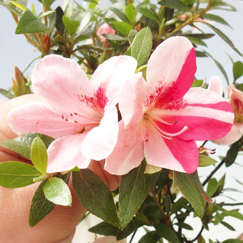 Bonsai voor buiten - Japanse Azalea - Azalea Suigootome