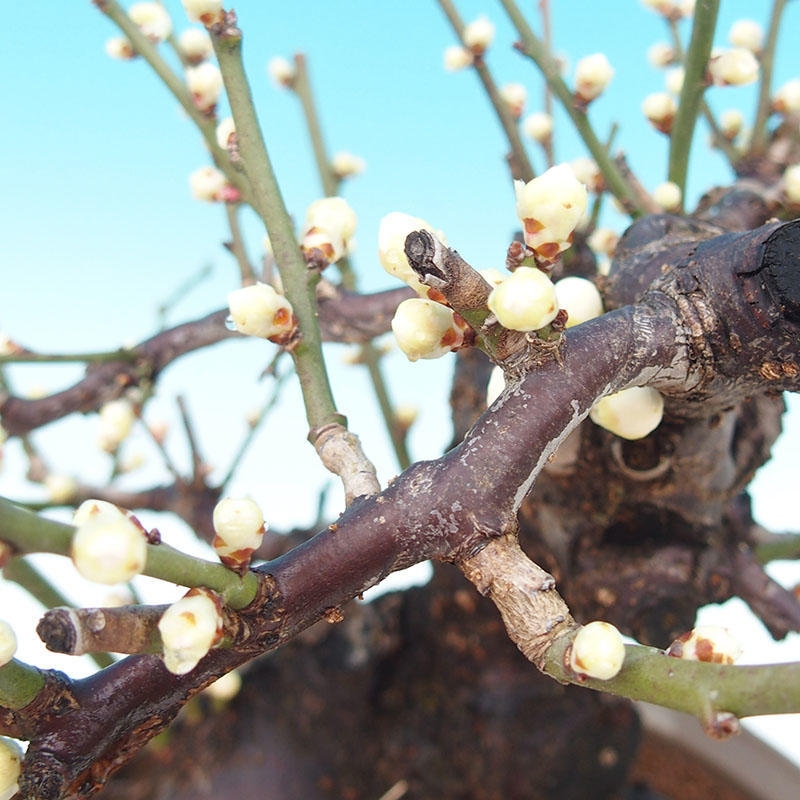 Bonsai voor buiten – Japanse abrikoos – Prunus Mume