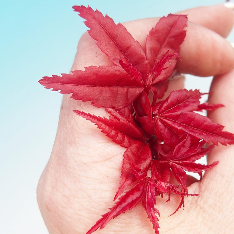 Bonsai voor buiten - Acer palmatum DESHOJO