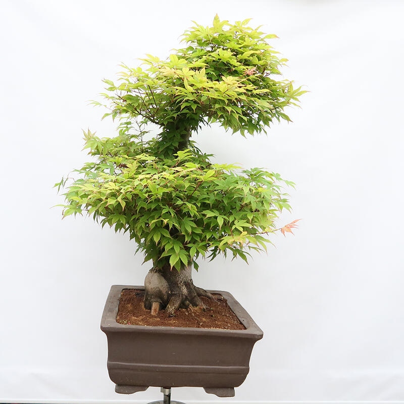 Bonsai voor buiten - Acer palmatum - ALLEEN palletvoorbereiding
