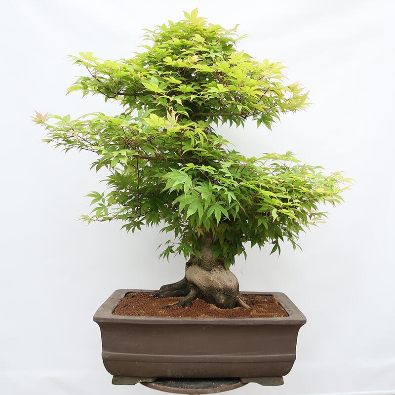 Bonsai voor buiten - Acer palmatum - ALLEEN palletvoorbereiding