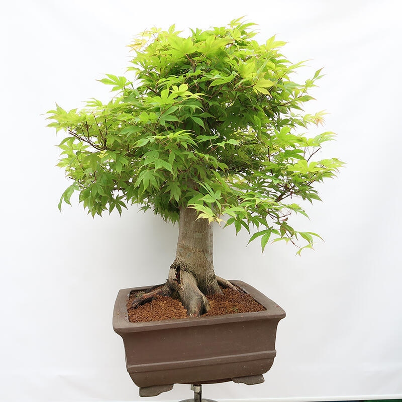 Bonsai voor buiten - Acer palmatum - ALLEEN palletvoorbereiding