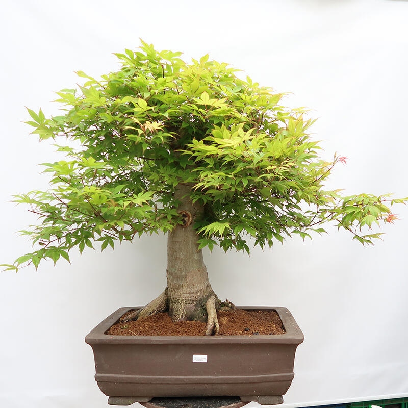 Bonsai voor buiten - Acer palmatum - ALLEEN palletvoorbereiding