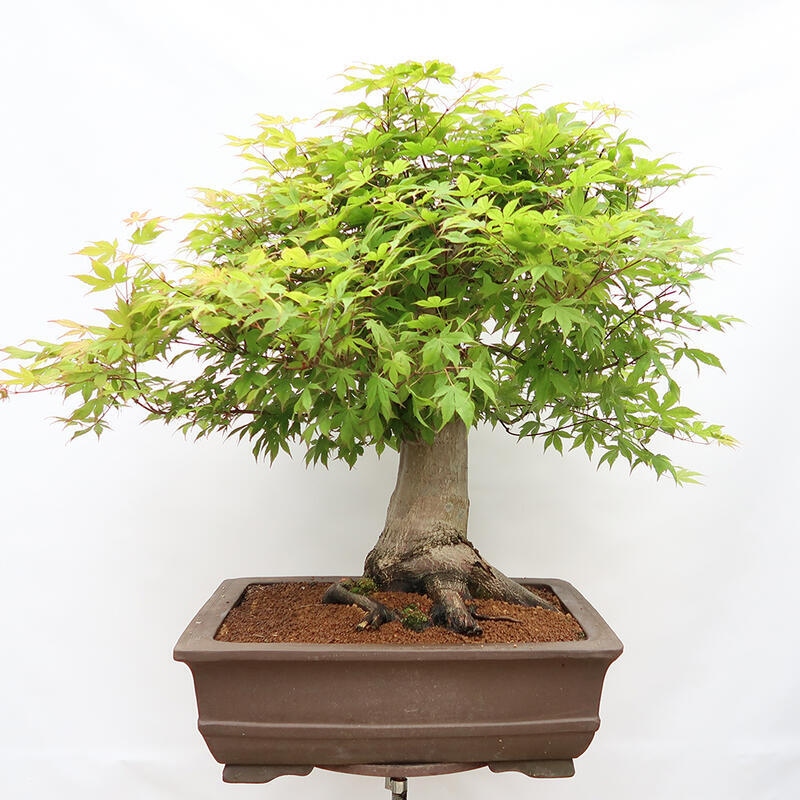Bonsai voor buiten - Acer palmatum - ALLEEN palletvoorbereiding