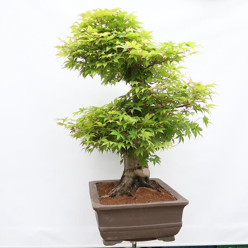 Bonsai voor buiten - Acer palmatum - ALLEEN palletvoorbereiding