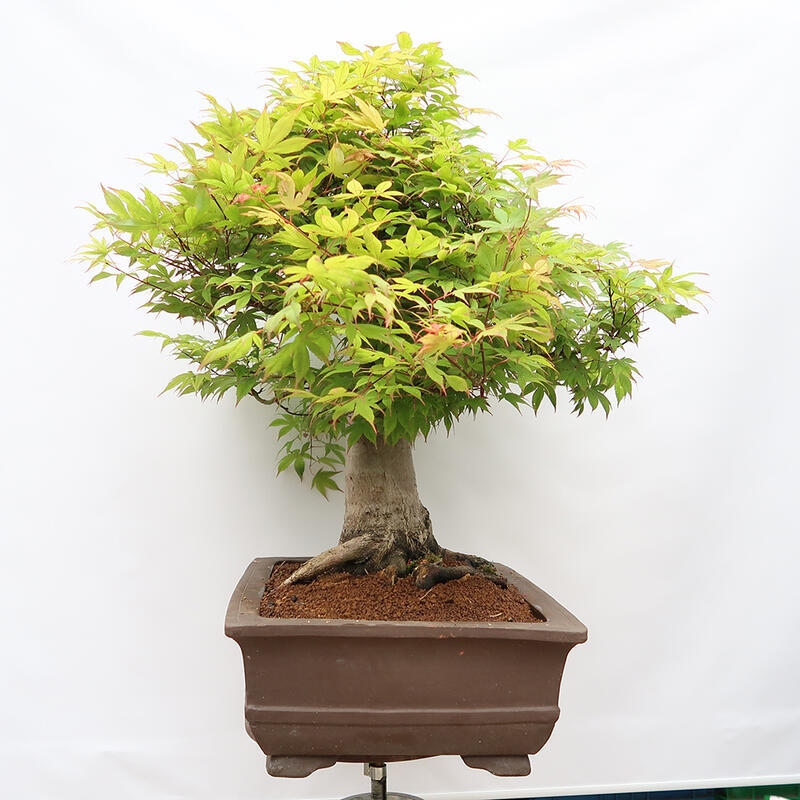 Bonsai voor buiten - Acer palmatum - ALLEEN palletvoorbereiding