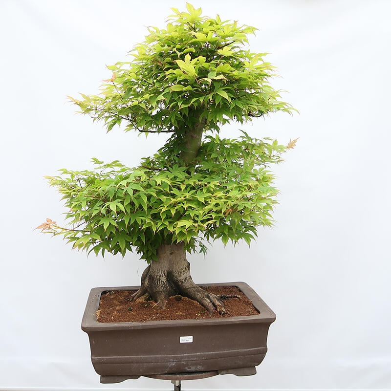 Bonsai voor buiten - Acer palmatum - ALLEEN palletvoorbereiding