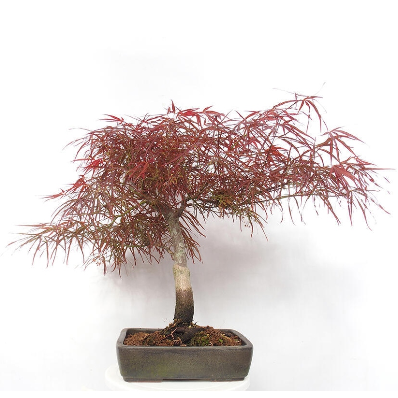 Bonsai voor buiten - Acer palmatum RED PYGMY