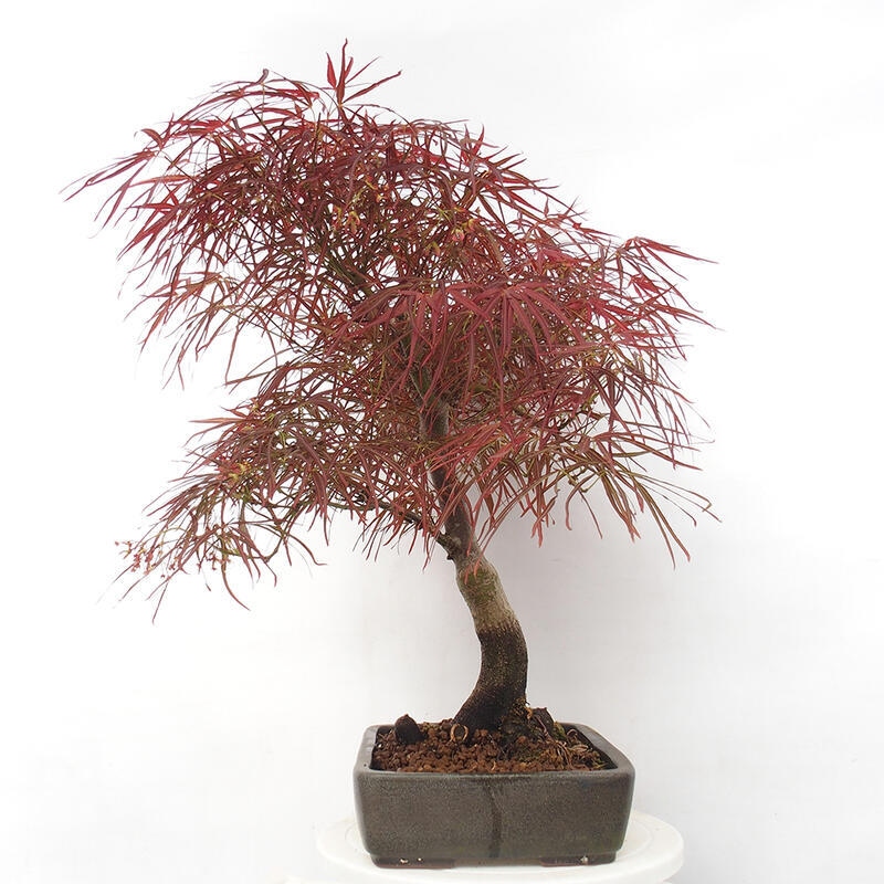 Bonsai voor buiten - Acer palmatum RED PYGMY