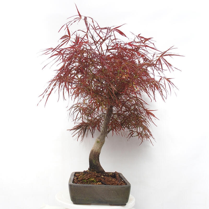 Bonsai voor buiten - Acer palmatum RED PYGMY