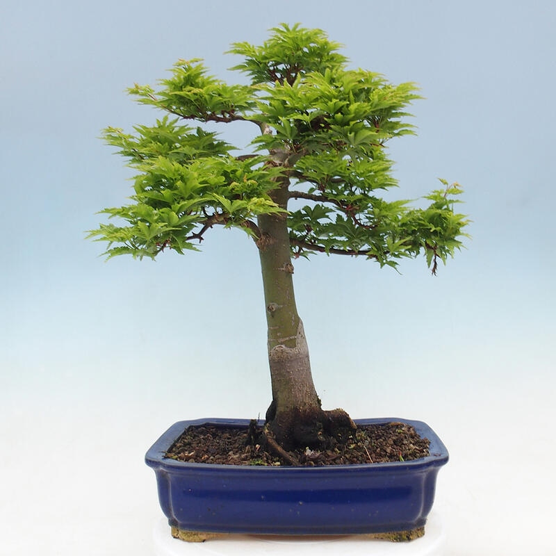 Bonsai voor buiten -Javor palm Acer palmatum Shishigashira