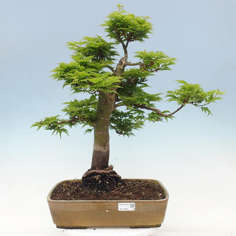 Bonsai voor buiten -Javor palm Acer palmatum Shishigashira