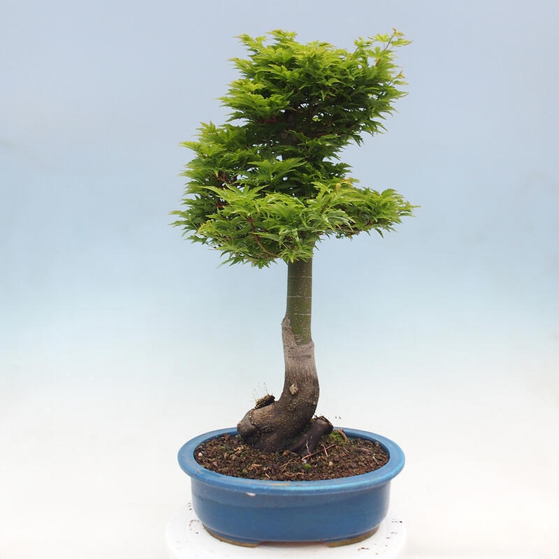 Bonsai voor buiten -Javor palm Acer palmatum Shishigashira
