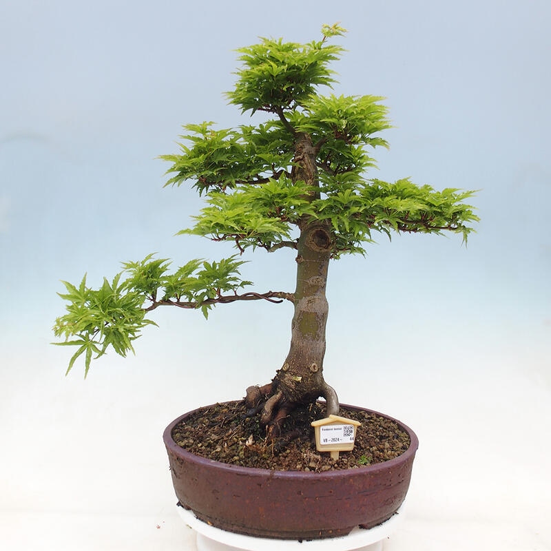 Bonsai voor buiten -Javor palm Acer palmatum Shishigashira