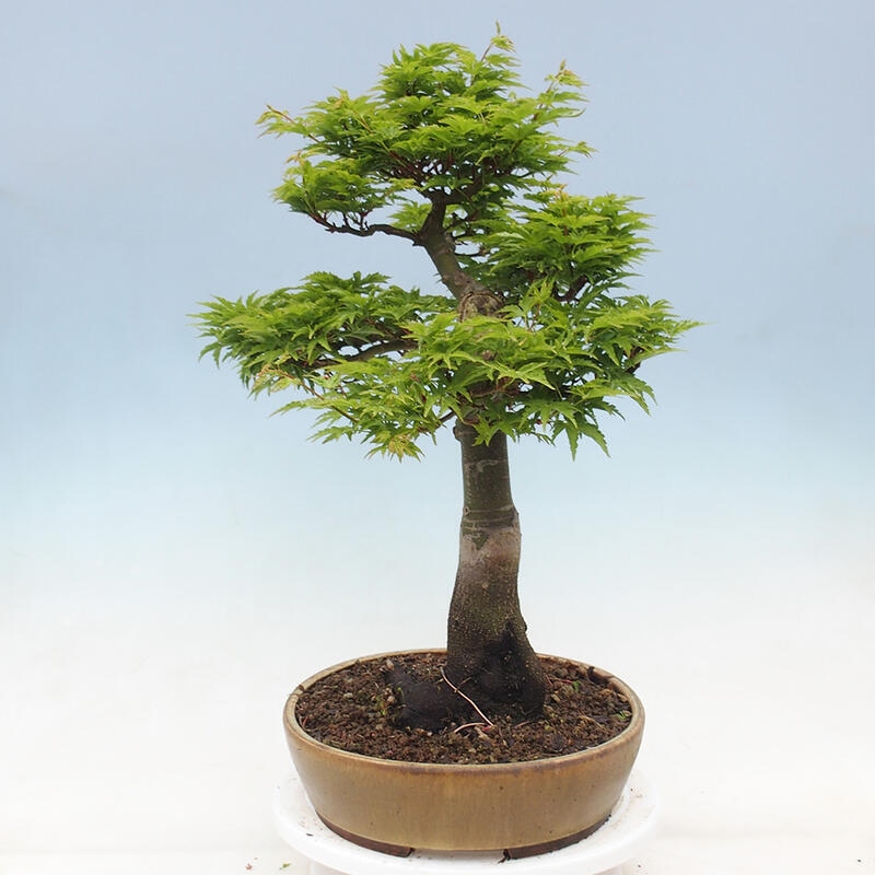Bonsai voor buiten -Javor palm Acer palmatum Shishigashira