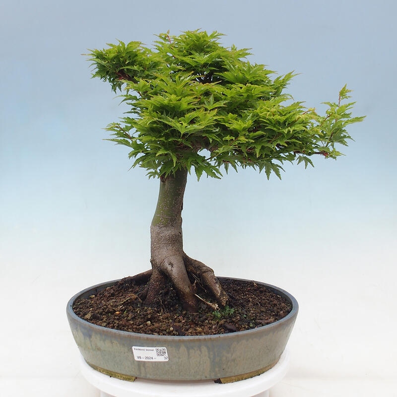 Bonsai voor buiten -Javor palm Acer palmatum Shishigashira