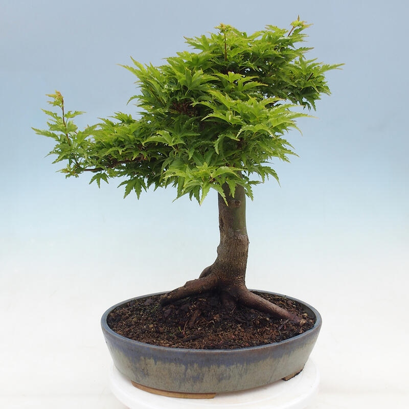 Bonsai voor buiten -Javor palm Acer palmatum Shishigashira