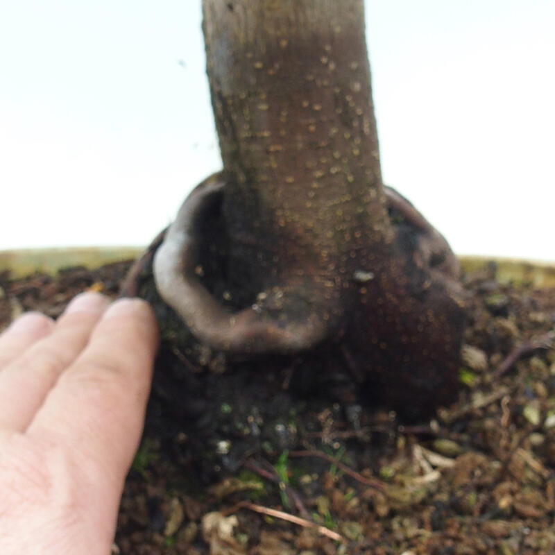 Bonsai voor buiten -Javor palm Acer palmatum Shishigashira