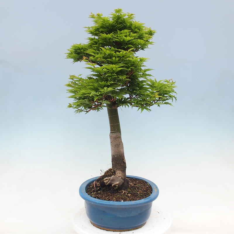 Bonsai voor buiten -Javor palm Acer palmatum Shishigashira