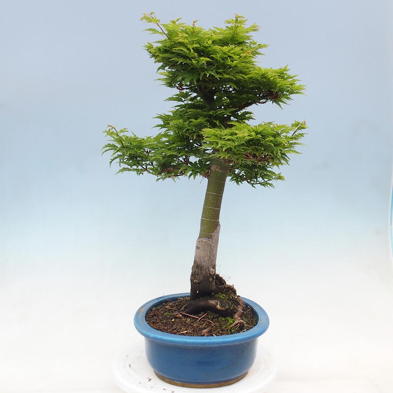 Bonsai voor buiten -Javor palm Acer palmatum Shishigashira
