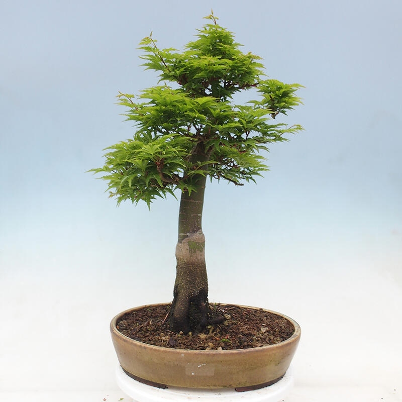 Bonsai voor buiten -Javor palm Acer palmatum Shishigashira