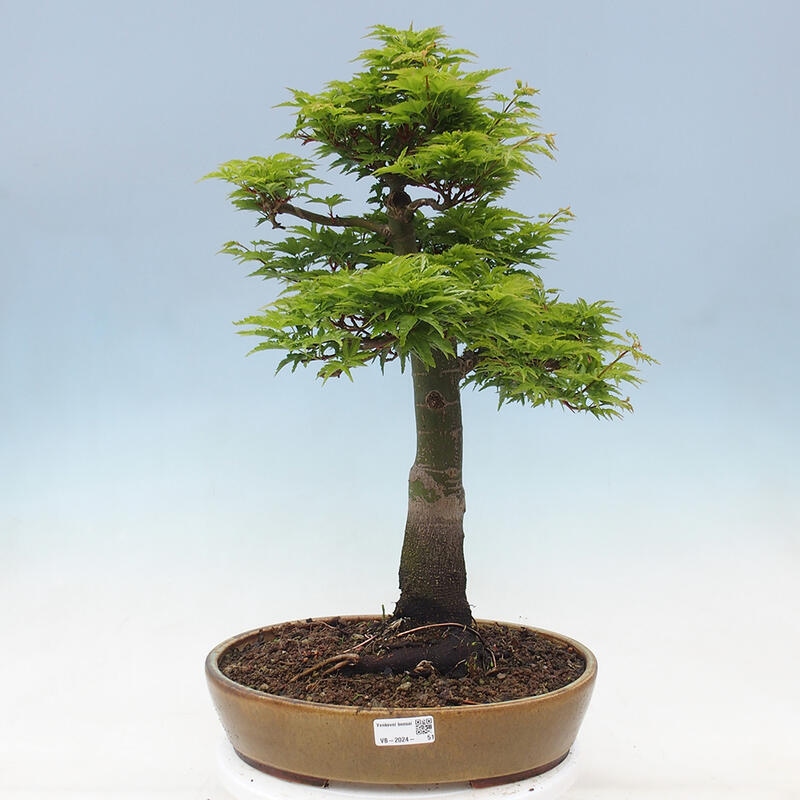 Bonsai voor buiten -Javor palm Acer palmatum Shishigashira
