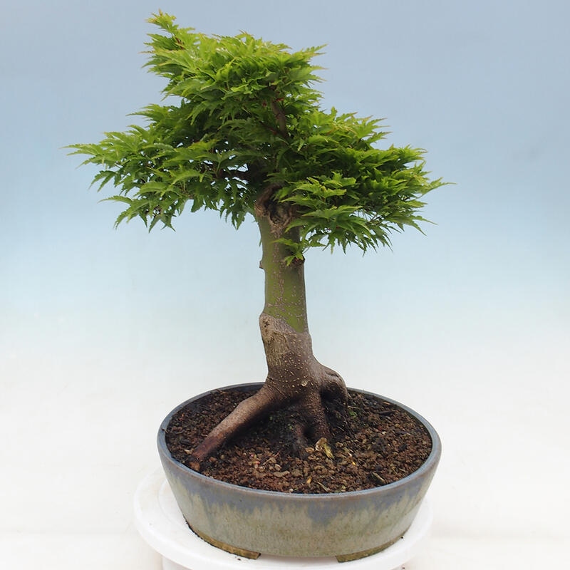 Bonsai voor buiten -Javor palm Acer palmatum Shishigashira