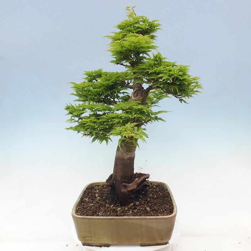 Bonsai voor buiten -Javor palm Acer palmatum Shishigashira