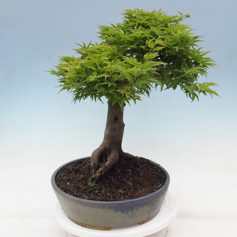 Bonsai voor buiten -Javor palm Acer palmatum Shishigashira