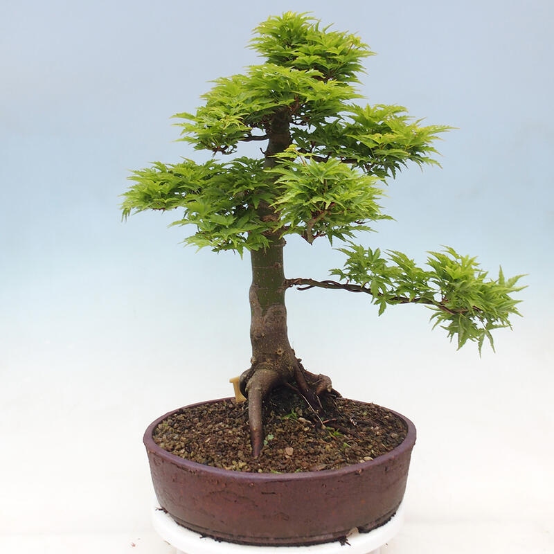 Bonsai voor buiten -Javor palm Acer palmatum Shishigashira